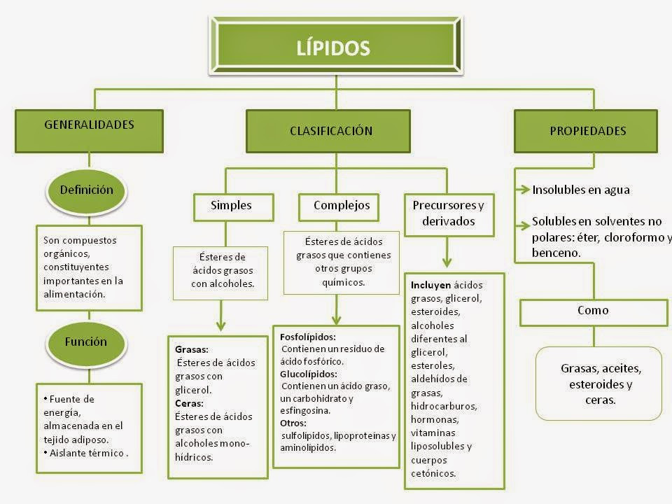 Mapa+conceptual.+Lu00edpidos